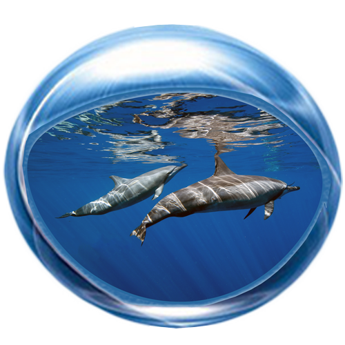 Dolphins