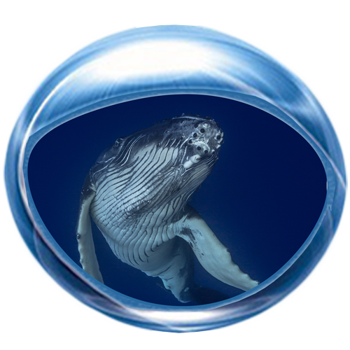 Whale