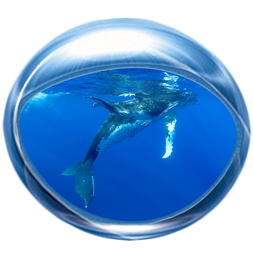 Whale 2